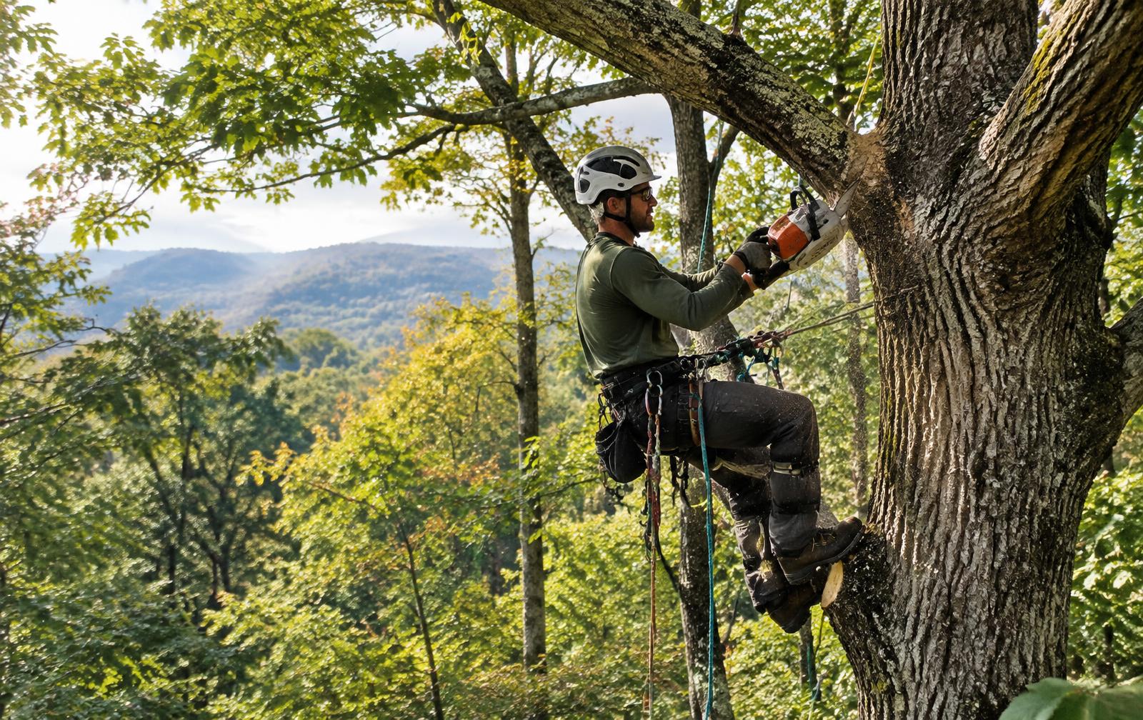 Tree care professional pruning a hardwood on a wooded hillside (illustrative image)